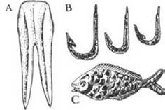 Figure 36 Fishing. A: bronze fish-spear found at Agios Onoufrios. B: metal fish hooks from the near-coastal town of Gournia. C: small gold bead in the form of a fish, from Knossos