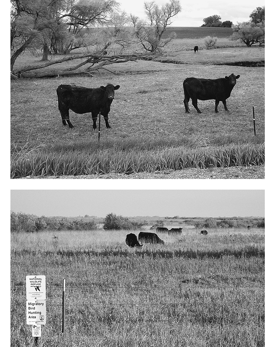 Two photos. The top photo shows an overgrazed pasture with very short grass. Two black cows stand close to an electric fence. The bottom photo shows longer grass and cattle can be seen grazing in the distance.