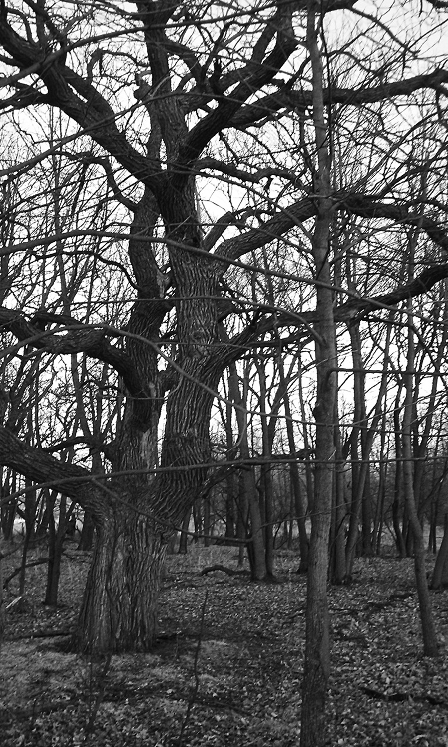 A photo of a tree with a large trunk surrounded by a dense stand of young trees. The tree branches of all trees are bare and the ground is covered with fallen leaves.