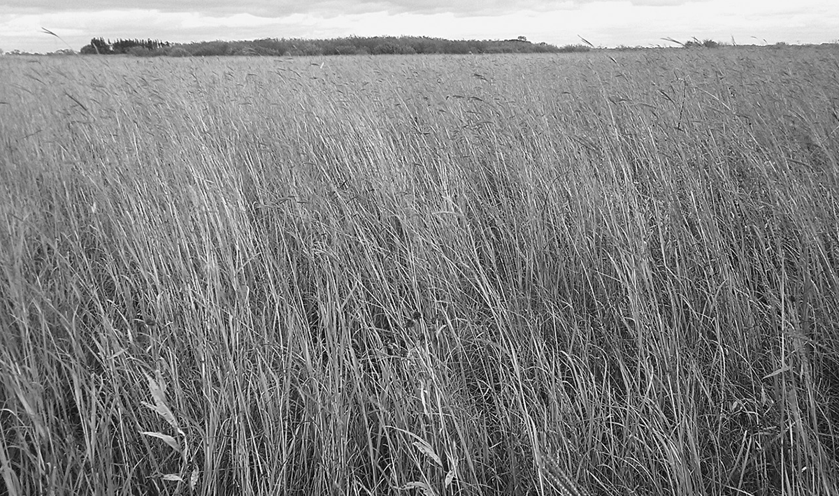 A photo showing a field of tall prairie grasses. A fringe of trees can be seen on the distant horizon.