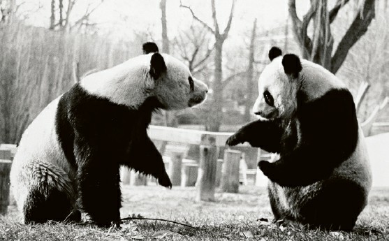Ling-Ling