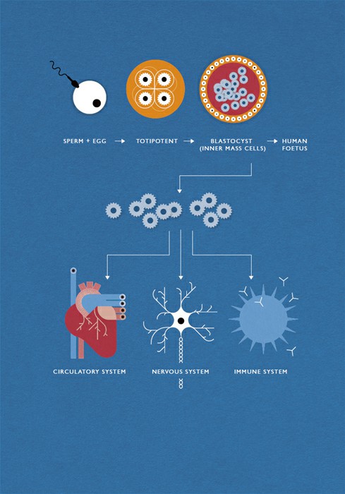 Cells