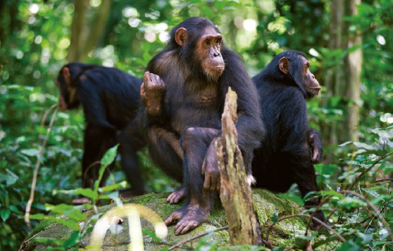Some Primates