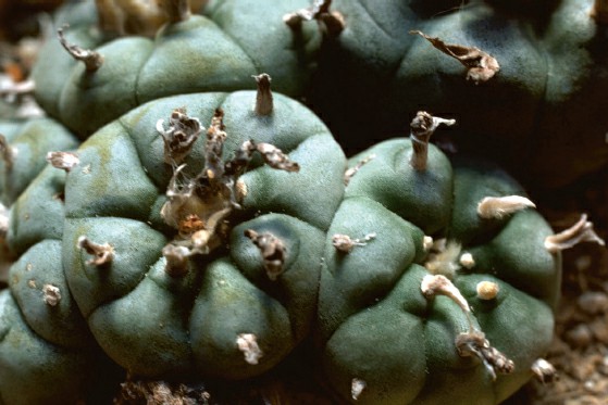 The Peyote