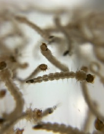 Mosquitoes