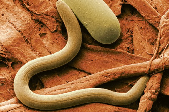 The Microscopic