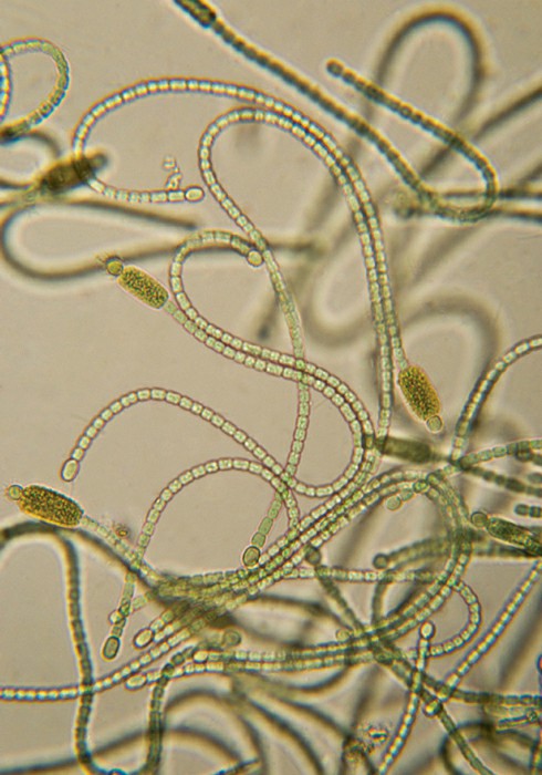 Cyanobacteria