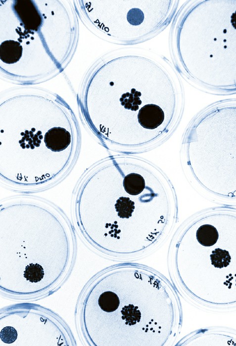 Antibiotics