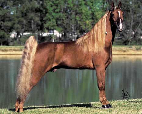 Breed Tennessee Walking Horse Tennessee Walking Horse Ruin 12 Jaar 152