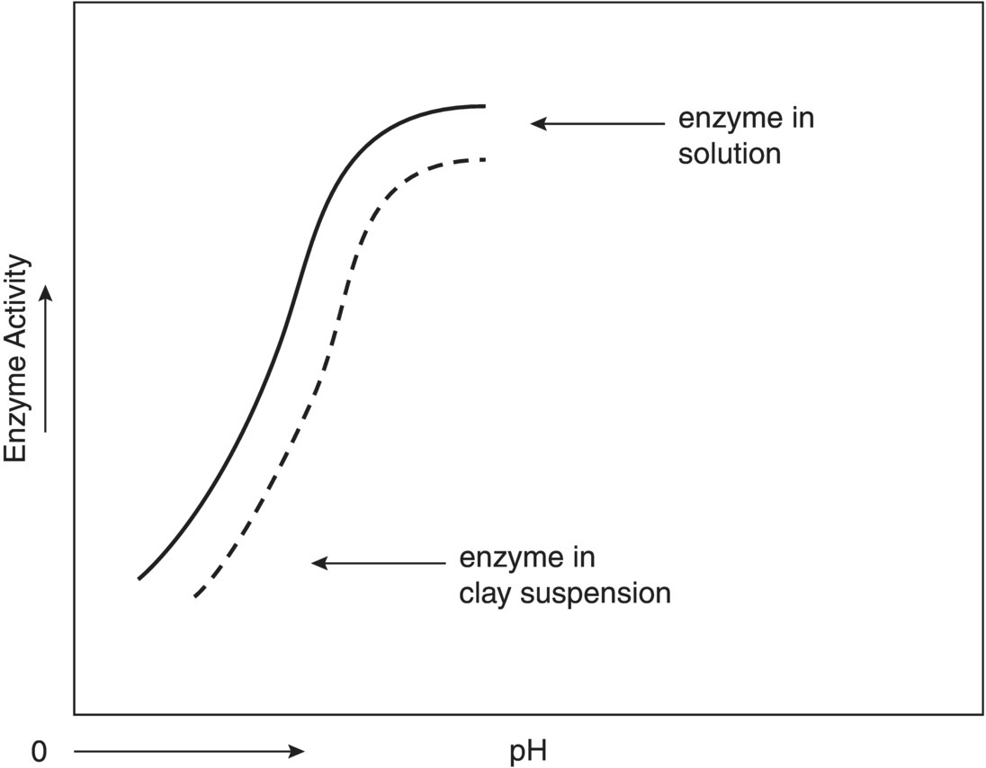 Graph of enzyme activity vs. pH displaying an ascending solid curve for enzyme in solution and an ascending dashed curve for enzyme in clay suspension.