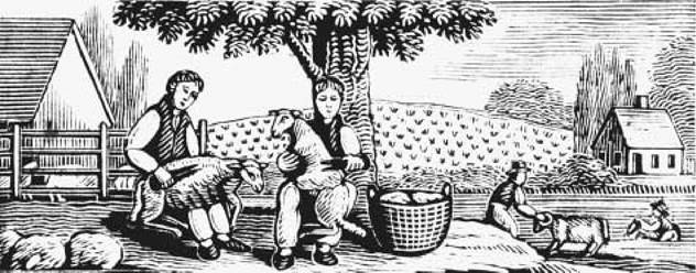 Sheep Shearing. This woodcut of a farm family shearing sheep illustrated the chapter covering the month of May in an American almanac published around 1810.