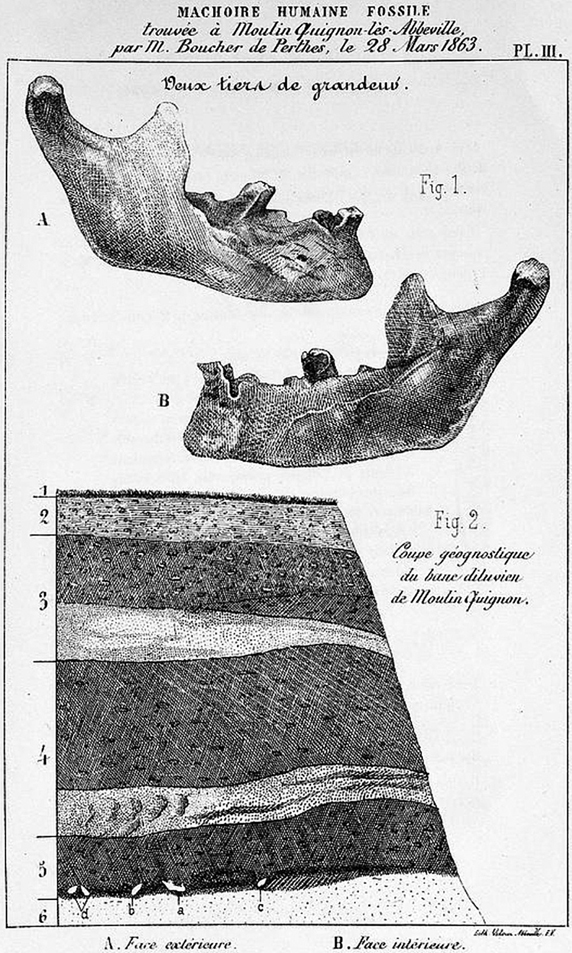 Line drawing of a human jawbone and the geological section showing where it was planted