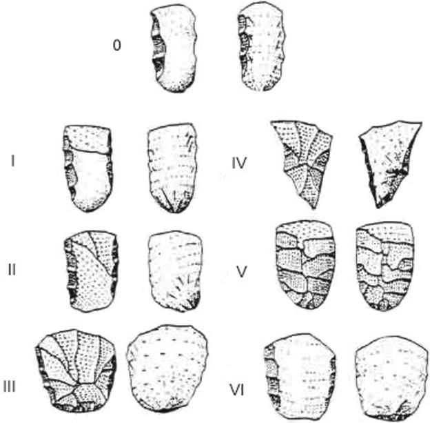 Sketch showing seven different types of cleaver, varying in shape and method of production.