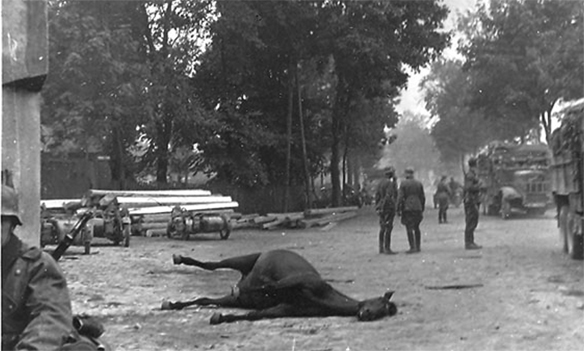 Изображение выглядит как дерево, внешний, земля, человек